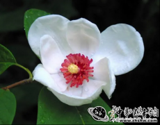 “植物活化石”天女木兰竞相绽放，这是“天女”在人间播下的花种